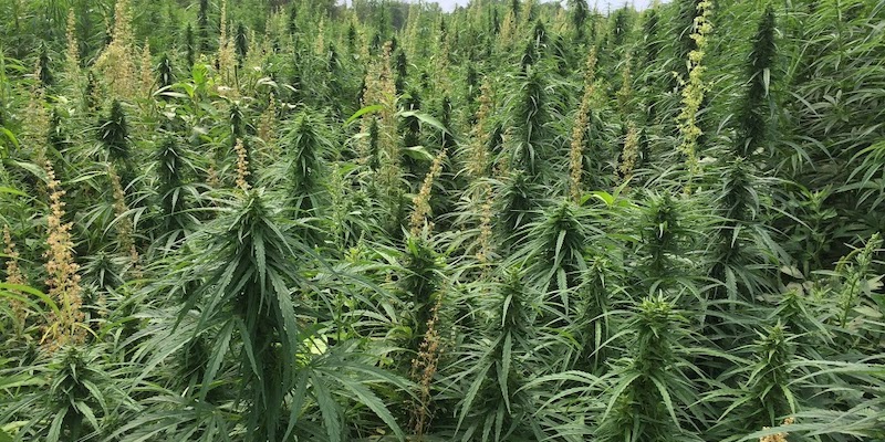 industrial hemp fields